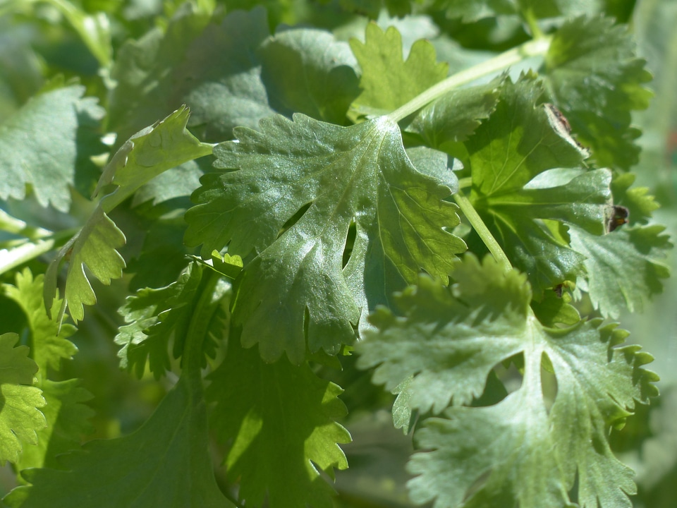 Plant leaves stalk