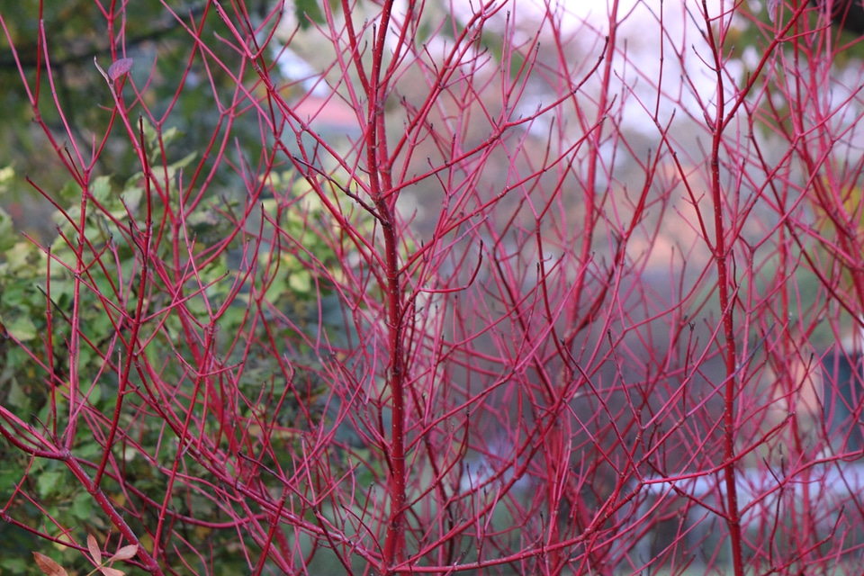 Red limbs of dogwood