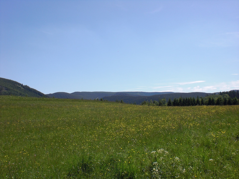 Grassland at harz mountains