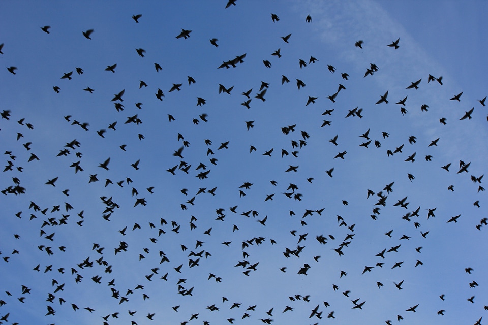 Huge flight of swallows
