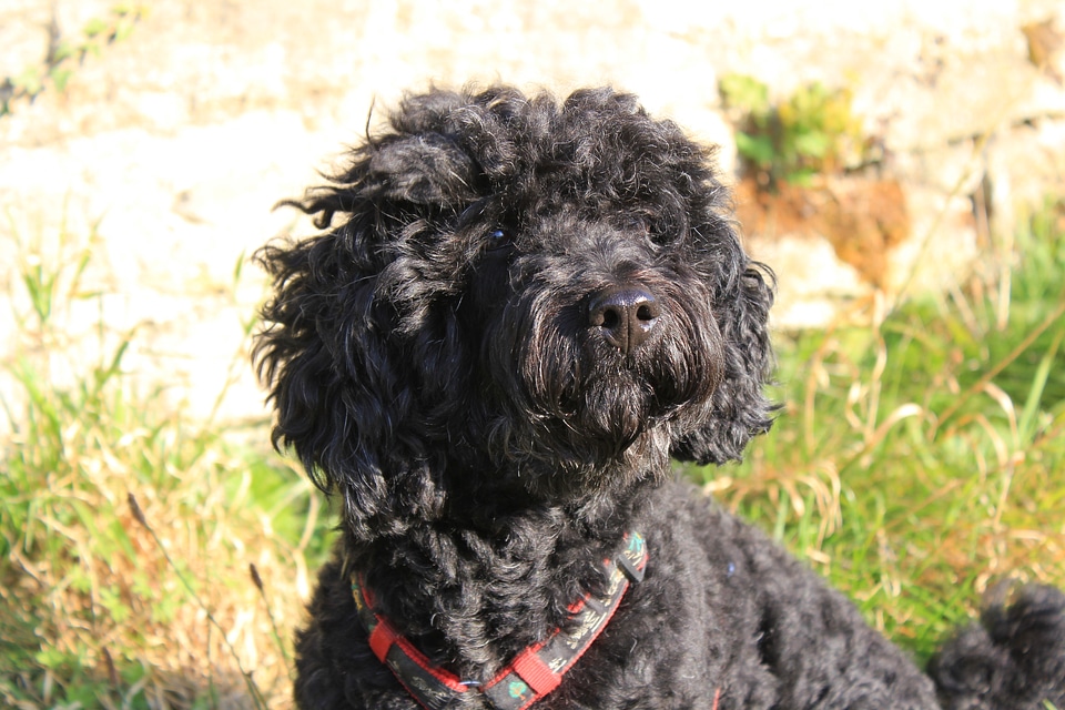 Poodle-mix looking into the sun