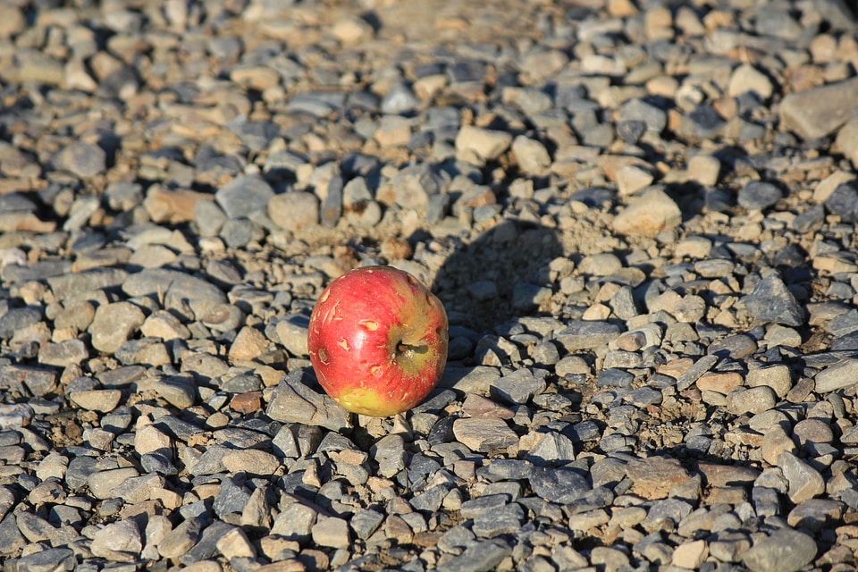 Pecked apple on stones