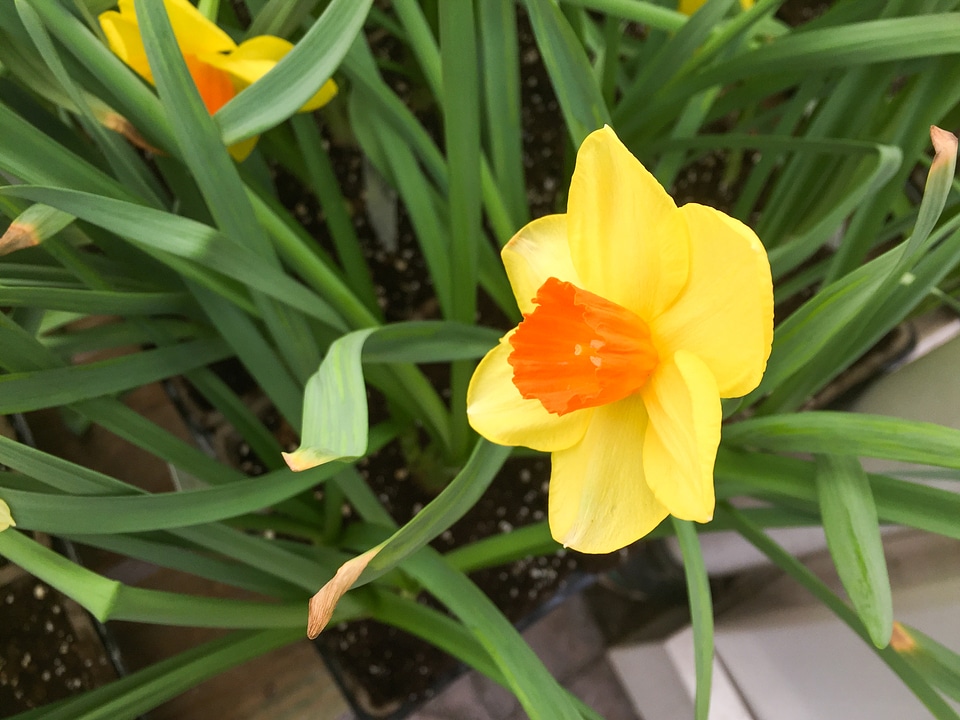 Yellow Flower in Garden