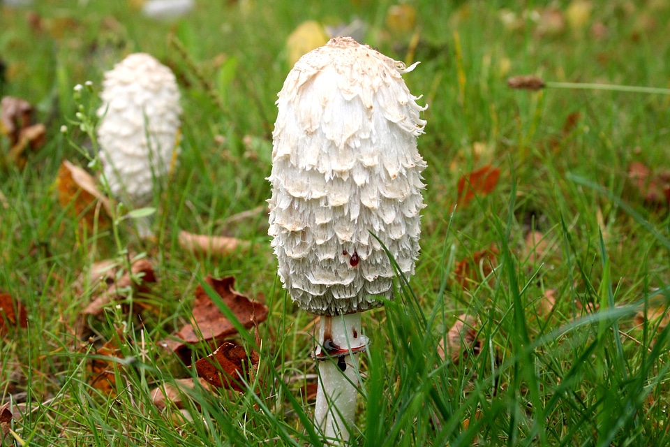 Nature in the grass small