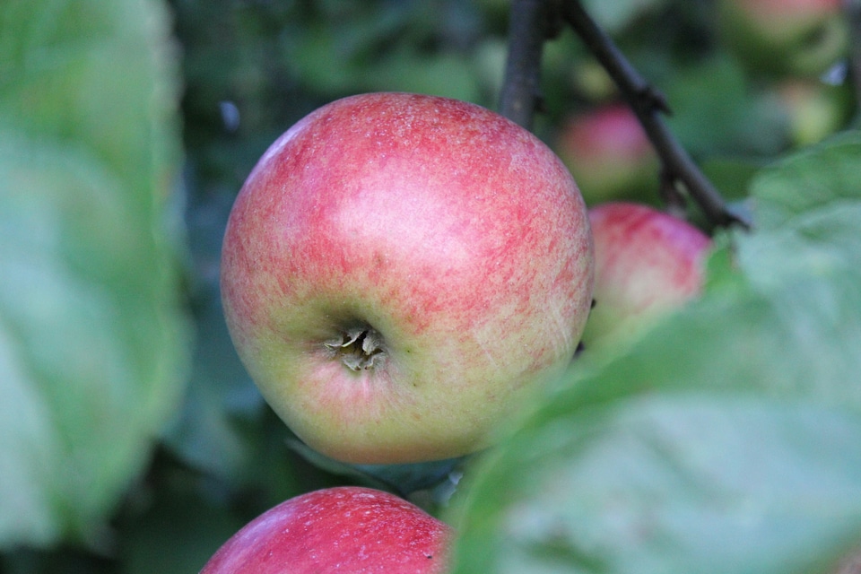 German apples in detail