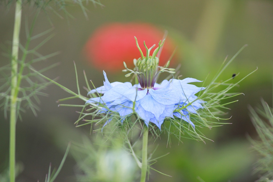 Blue thistle in detail