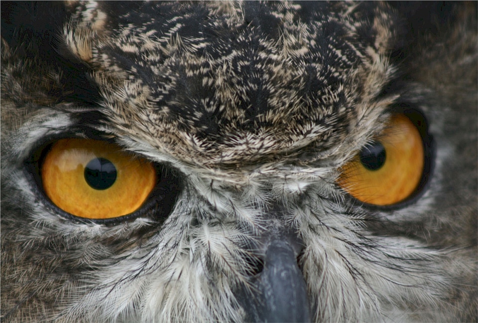 Predator nature wildlife