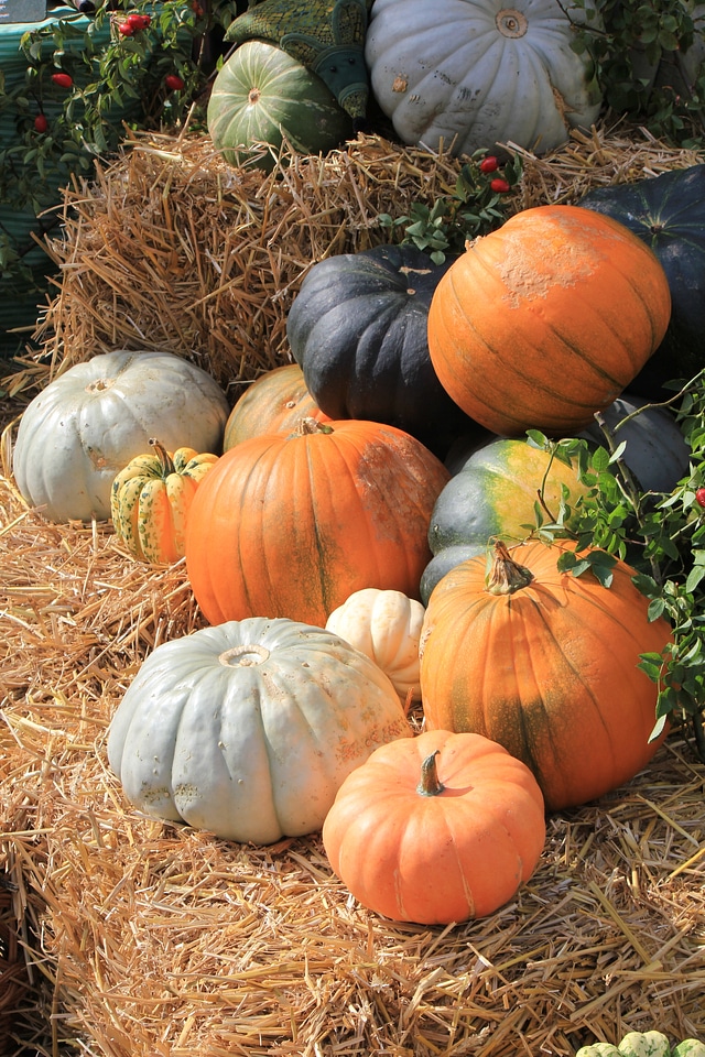 Pumpkins in different colors