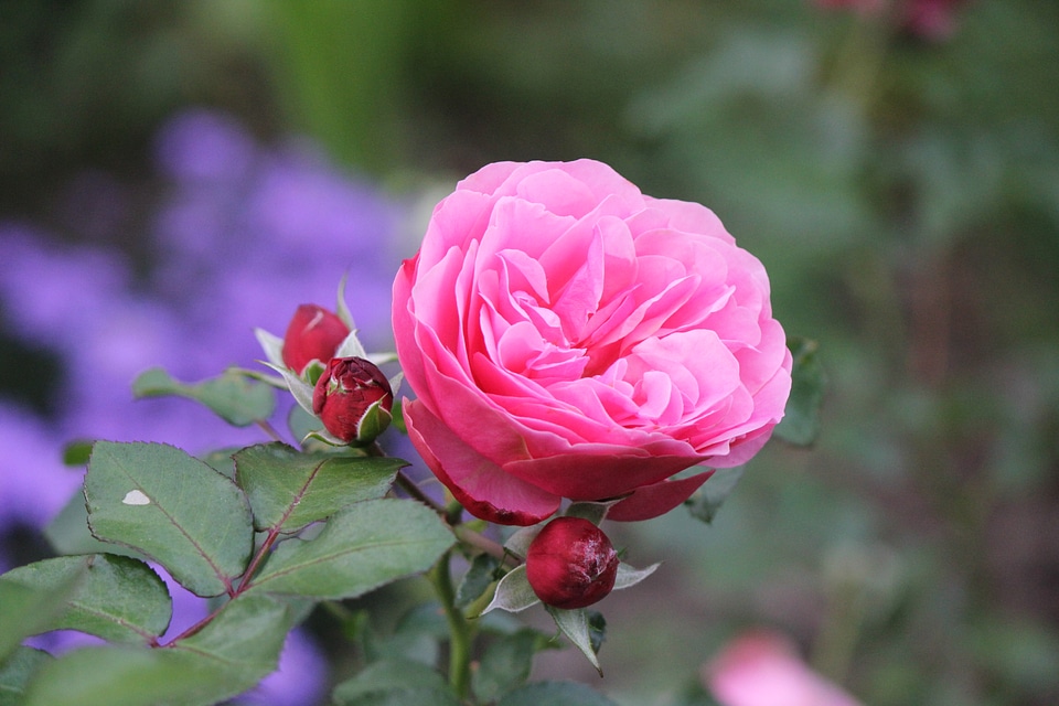 Pink rose with buds