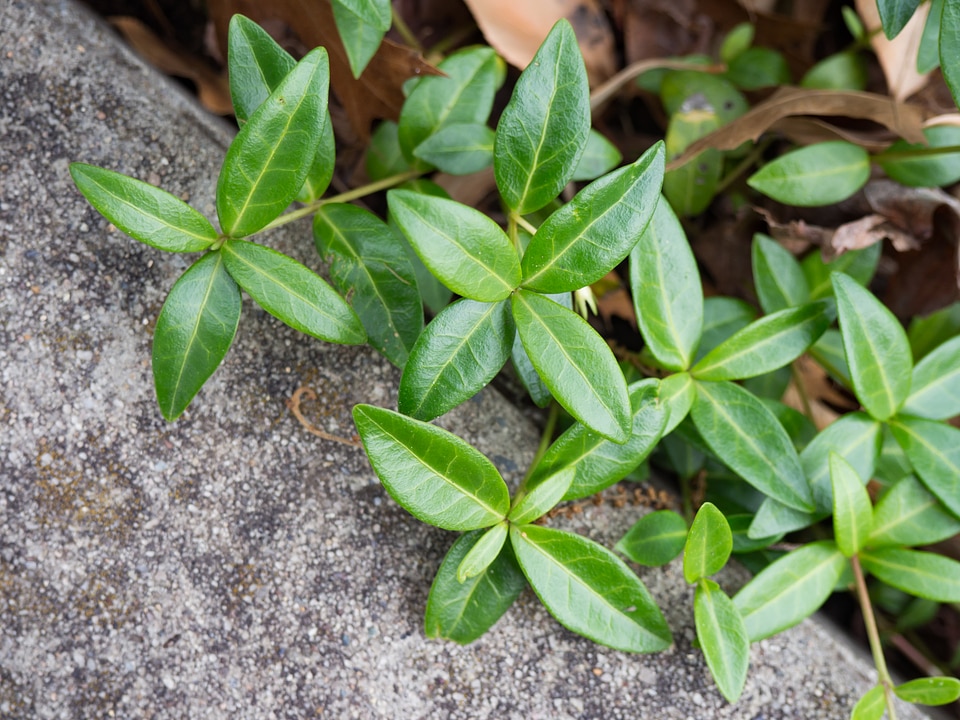 Leaves on Concrete Texture