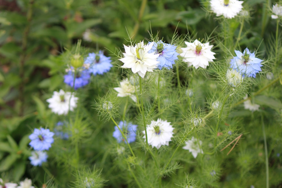 Blooming thistles photo