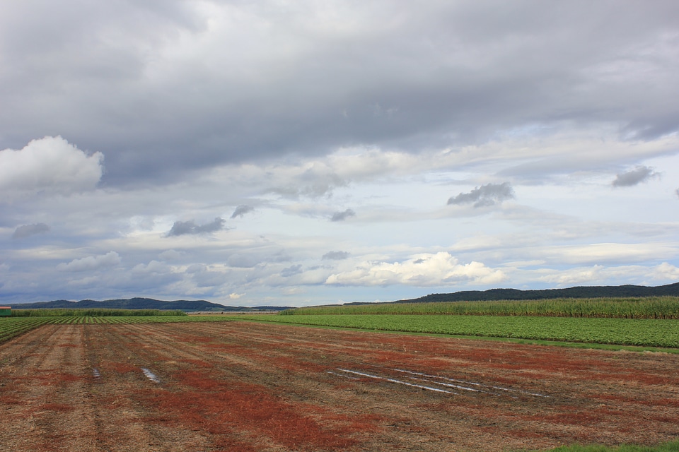 Red and green fields