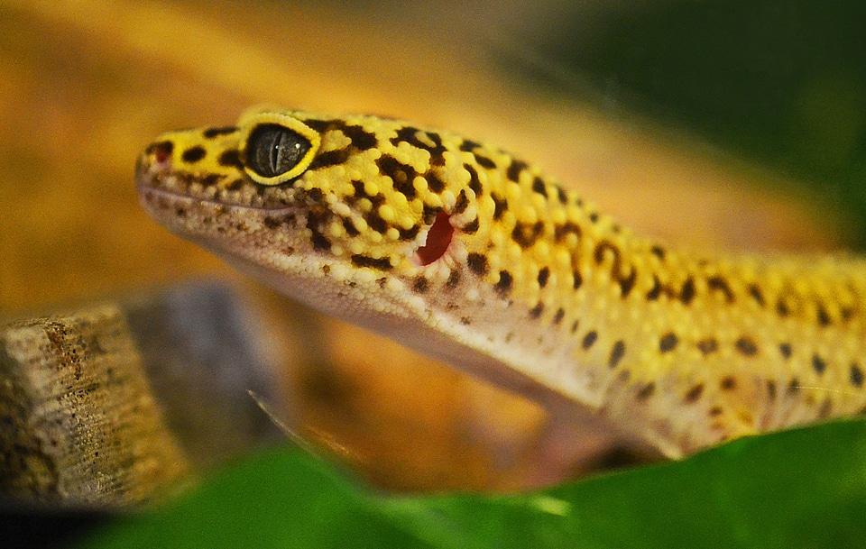 Reptile leopard wildlife