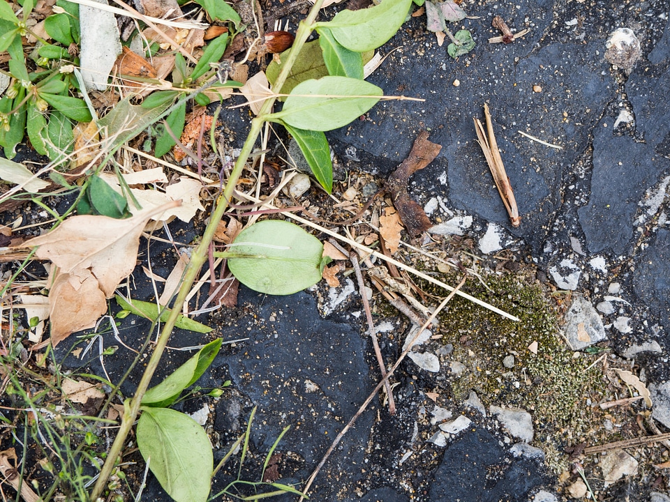 Leaves and Twigs on Concrete