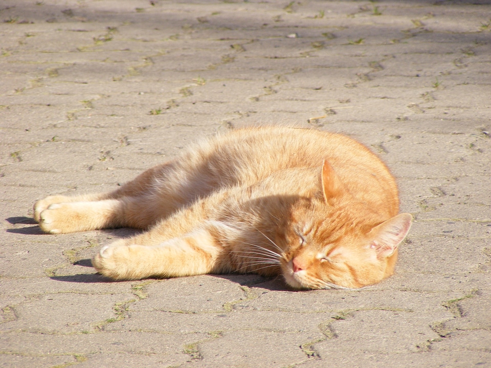 Orange cat sleeping in the sun