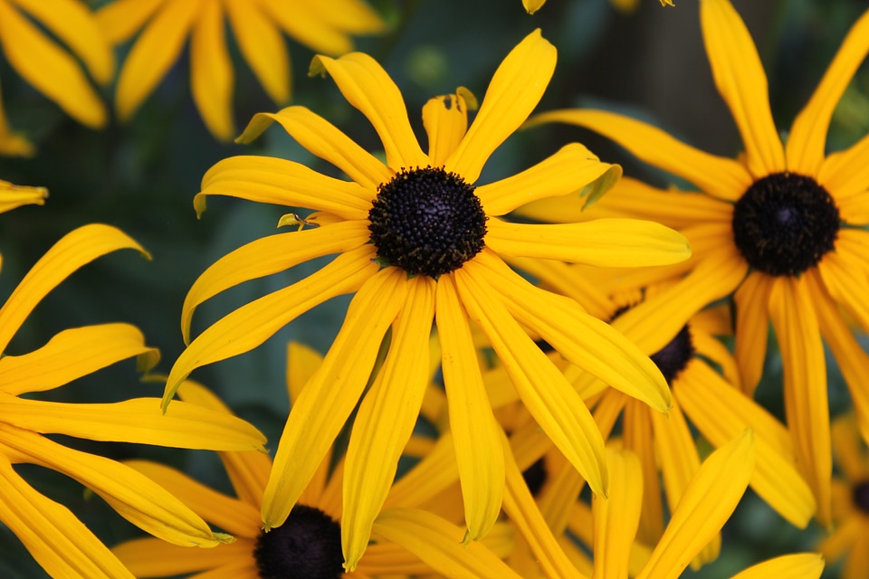 Rudbeckia flowers in detail