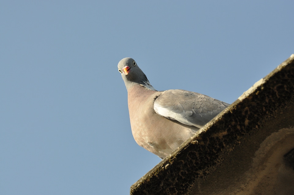 Pigeon looks down to you