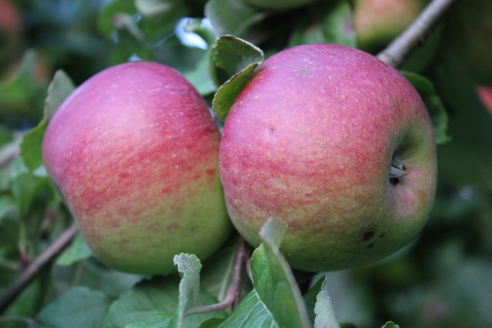 Two apples hanging on a tree