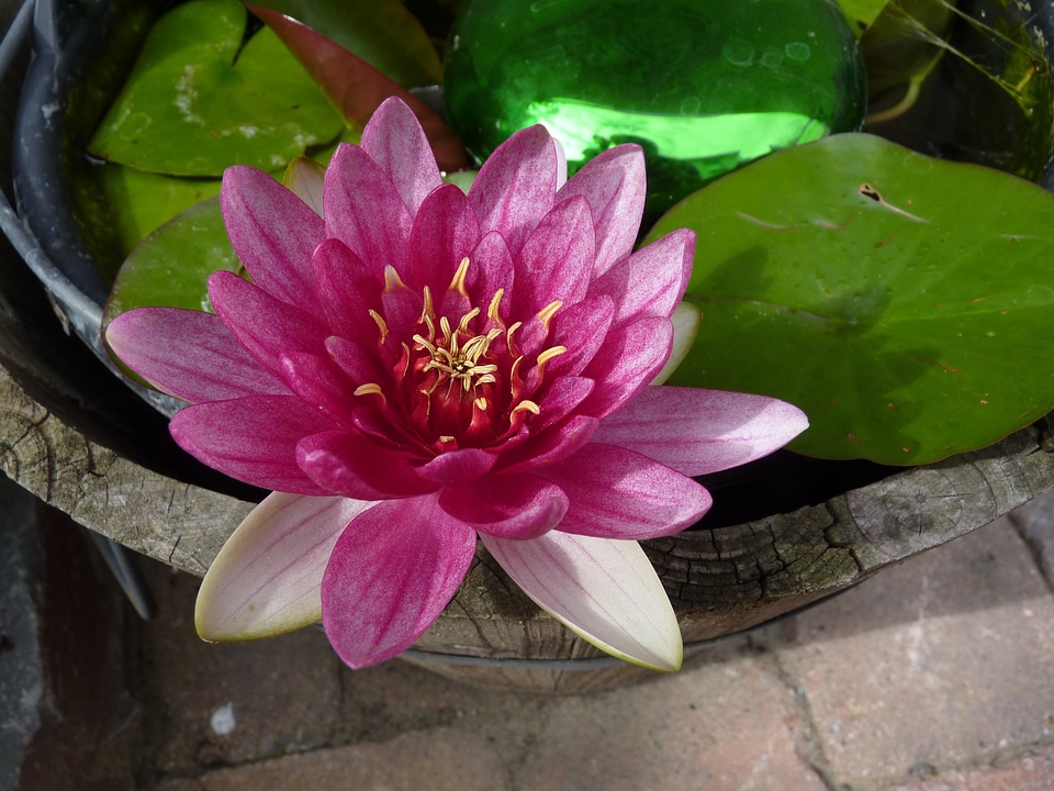 Blossom bloom pond