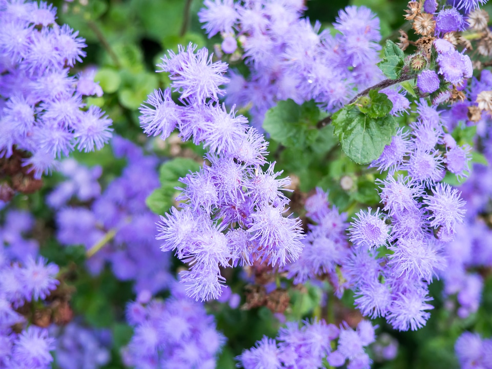 Purple Flowers in Garden