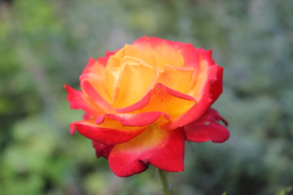 Red-orange rose in detail photo