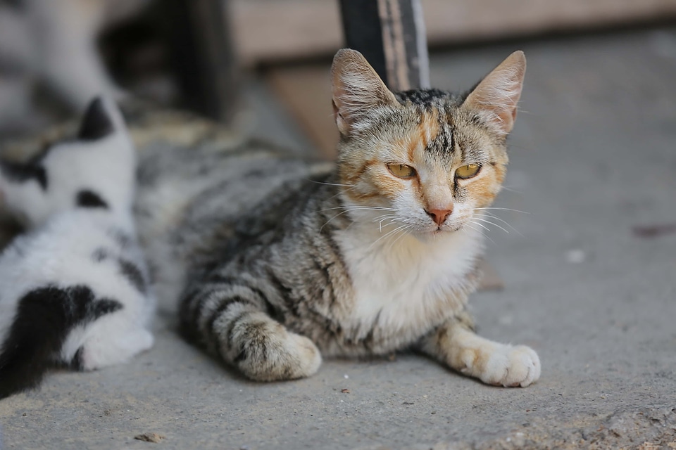 Kitten domestic cat pet