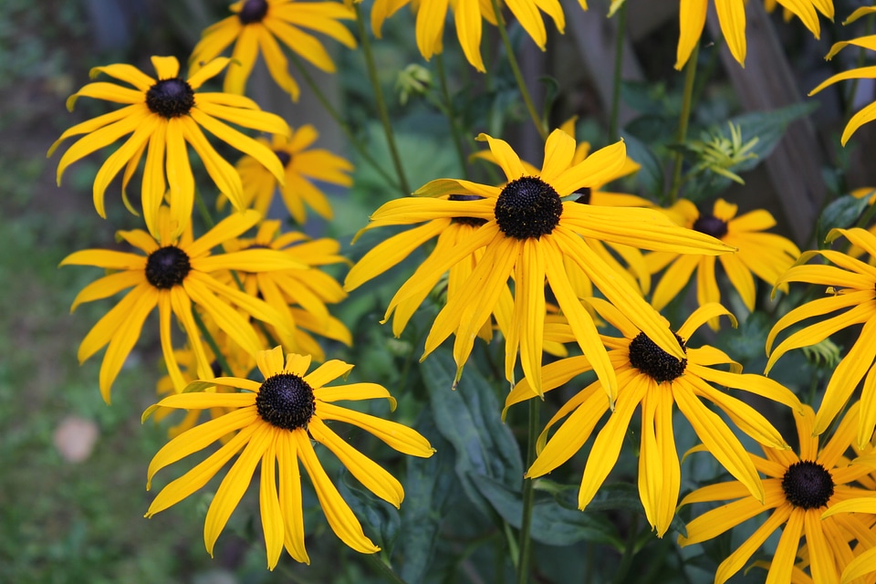 Rudbeckia flowers