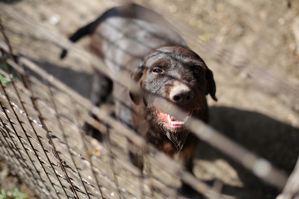 Hunting Dog brown head
