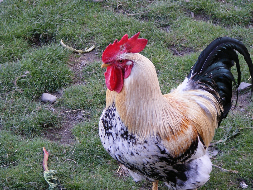 Mixed coloured rooster