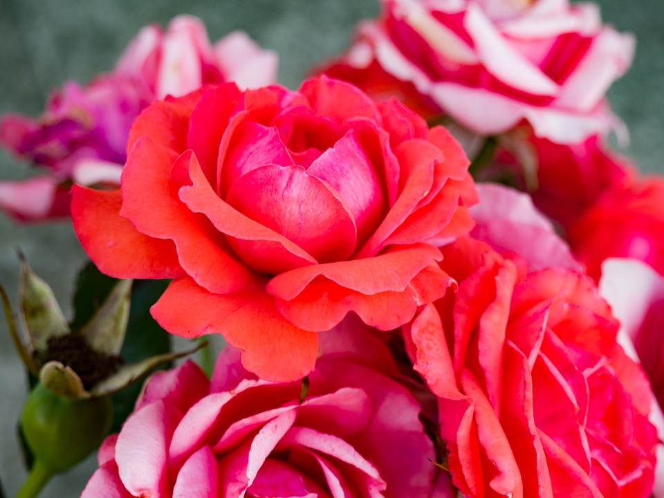 Roses