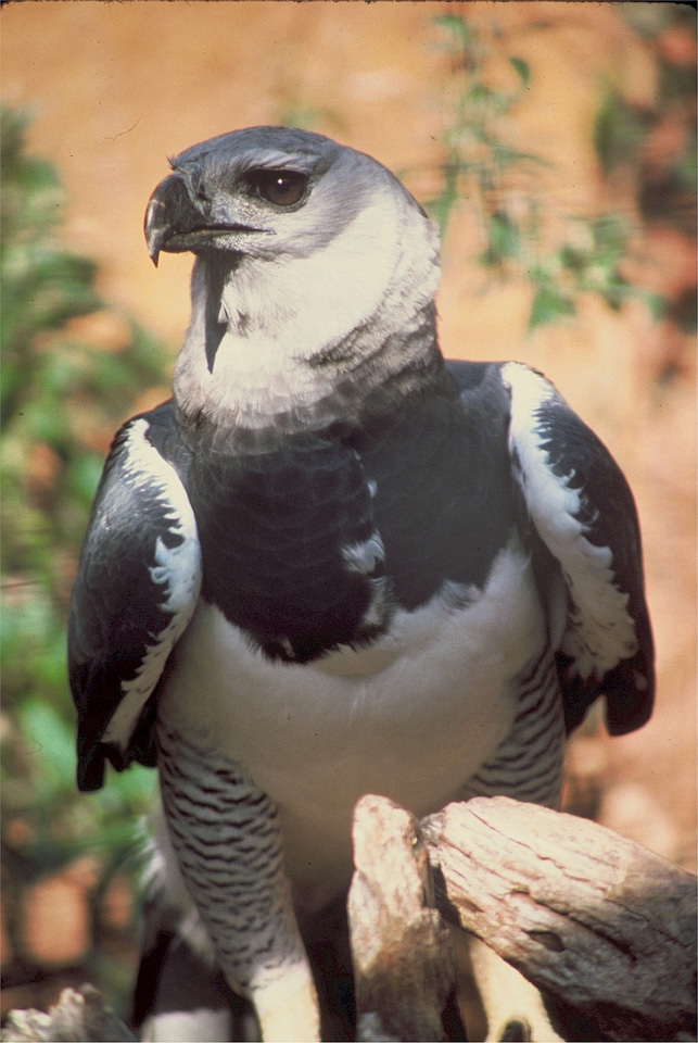 Raptor bird feather