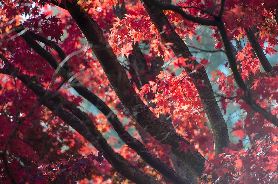 Red Maple Branches photo