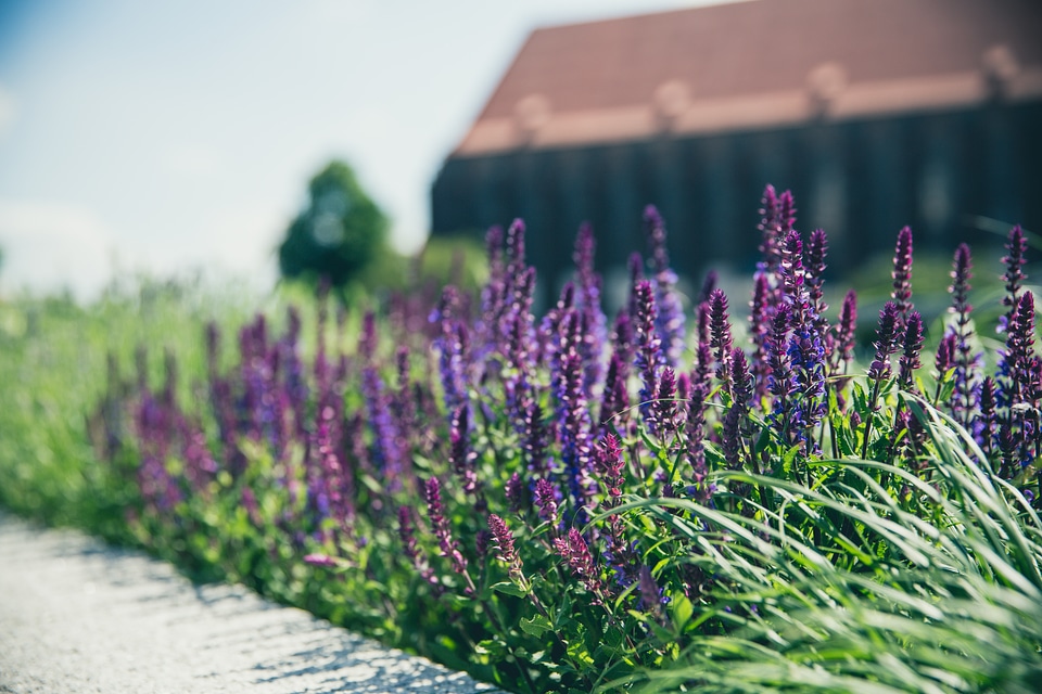 Sage Violet Herb Flowers