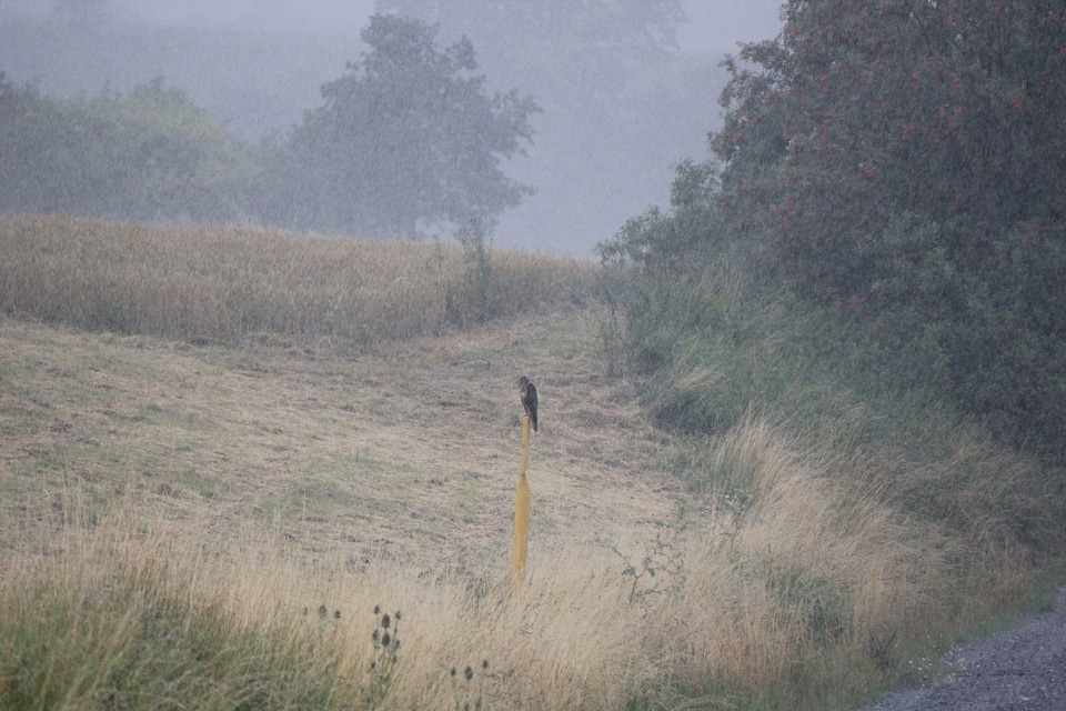 Falcon in heavy rain