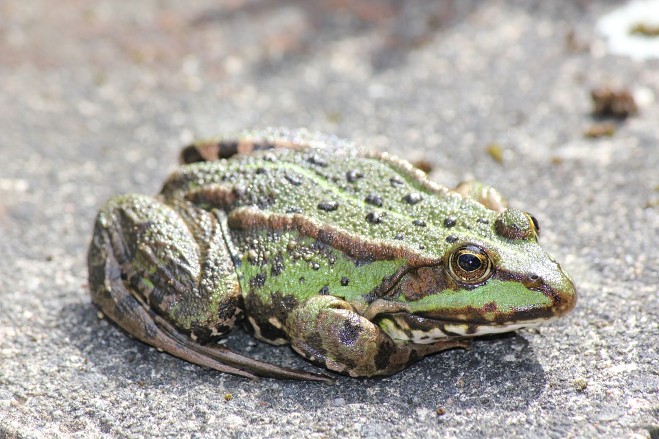 Green toad in detail