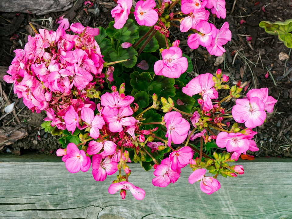 Pink Flowers Over Wood