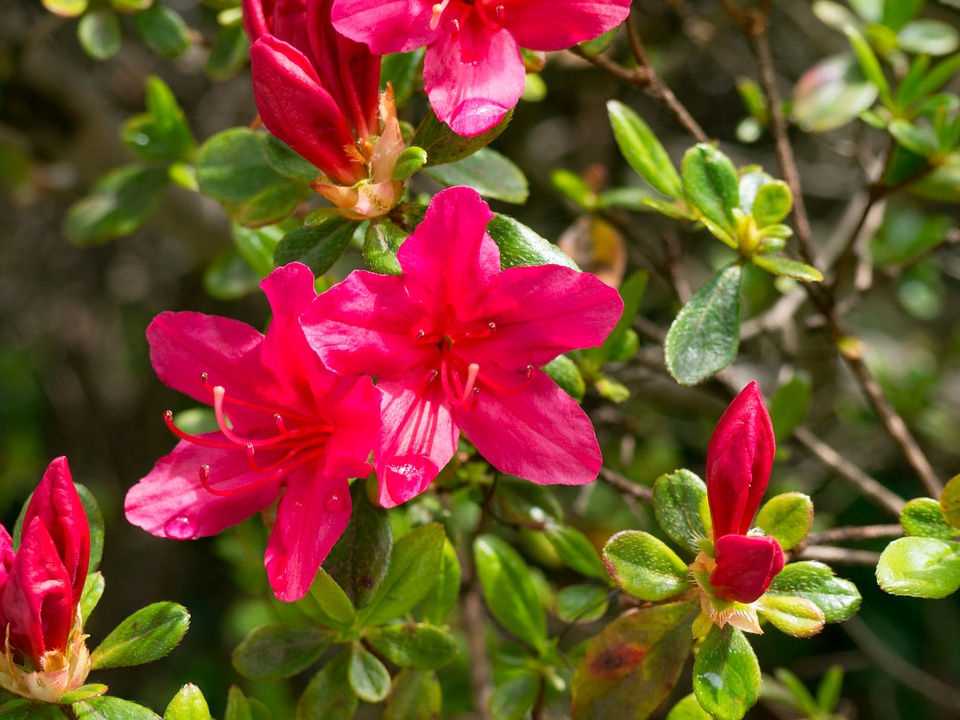 Two Red Flowers in a Bush
