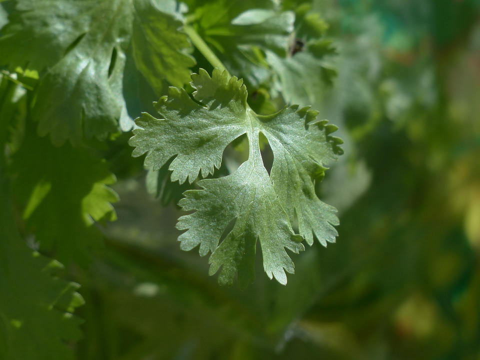 Plant leaves stalk