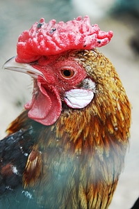 Cock poultry domestic fowl photo