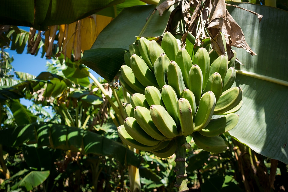 Green unripe bananas on a tree