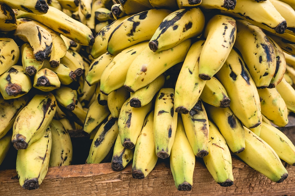 Cuban bananas close up