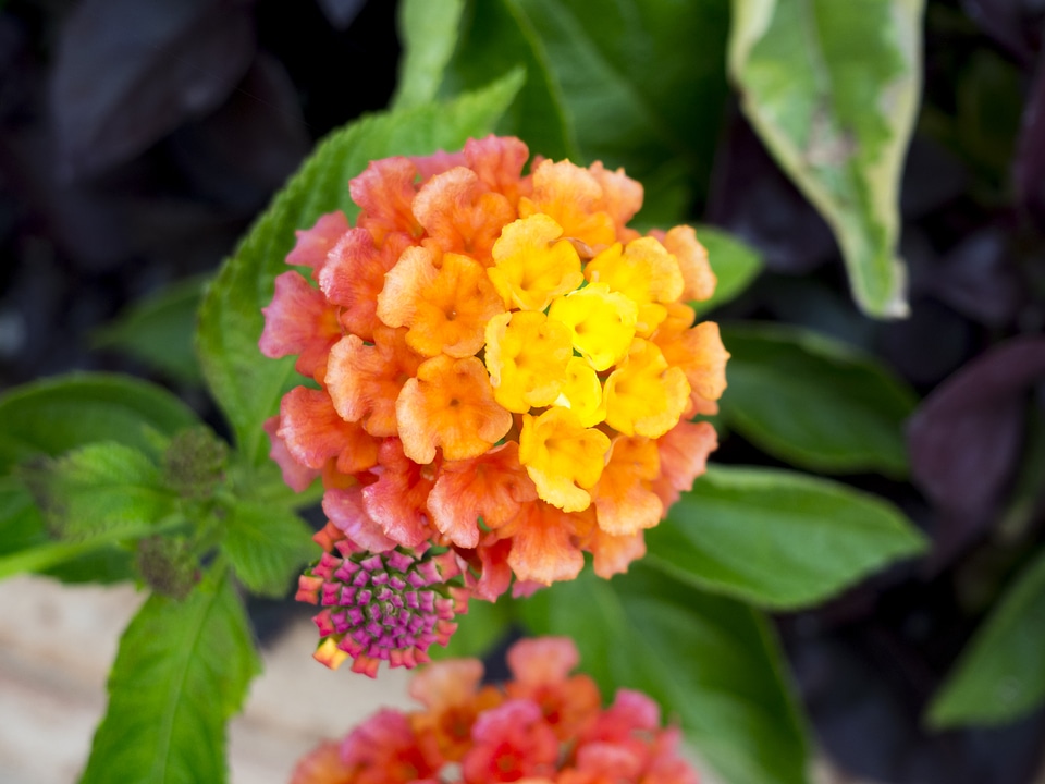 Orange & Yellow Flowers