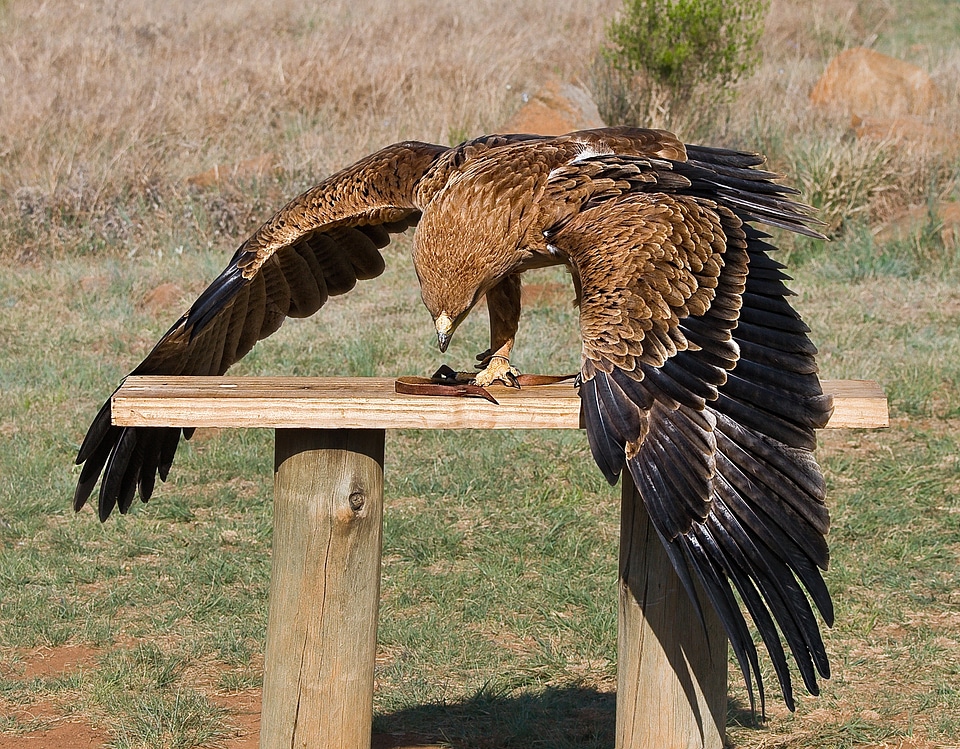 Yellow-billed kite avian feeding