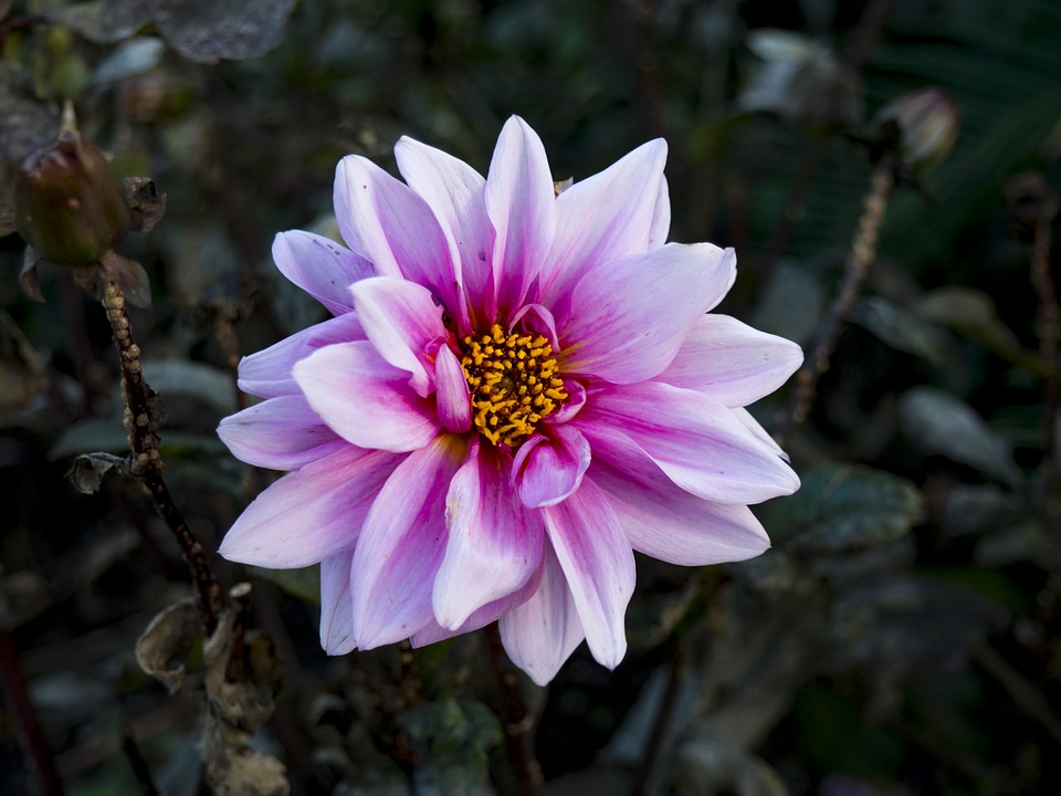 Pink Flower in Garden