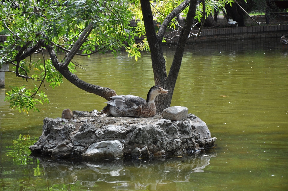 Wild goose on artificial island