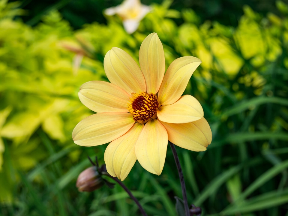 Yellow Flower in Garden