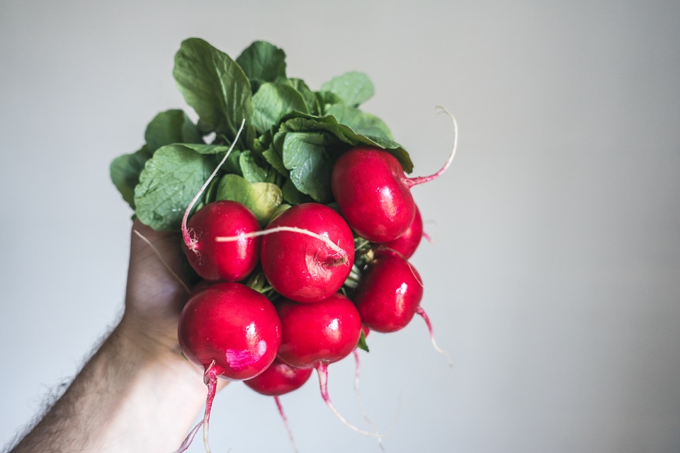 Holding fresh radishes in hand