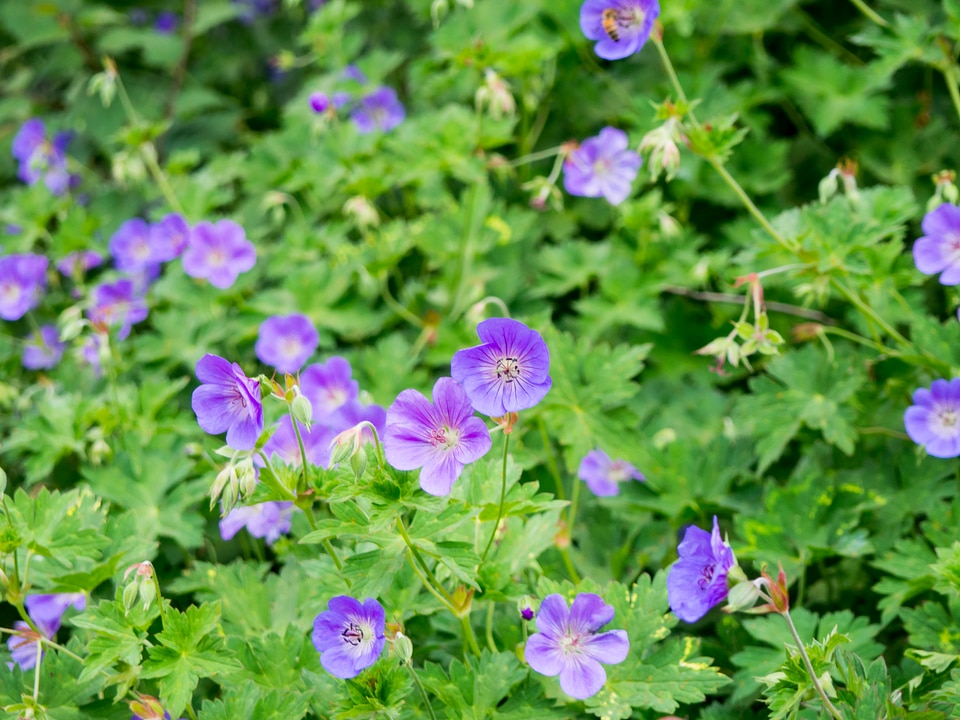 Purple Flowers in Garden