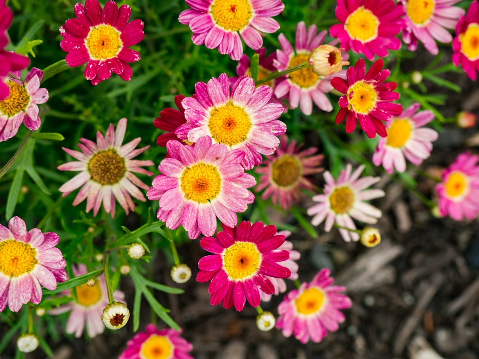 Red and Pink Flowers