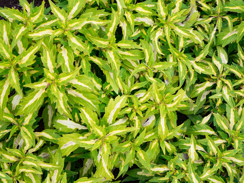 Repeating Leaves Texture